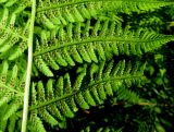Athyrium sinense