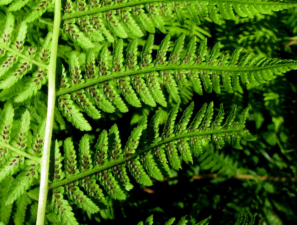 Image of Athyrium sinense specimen.