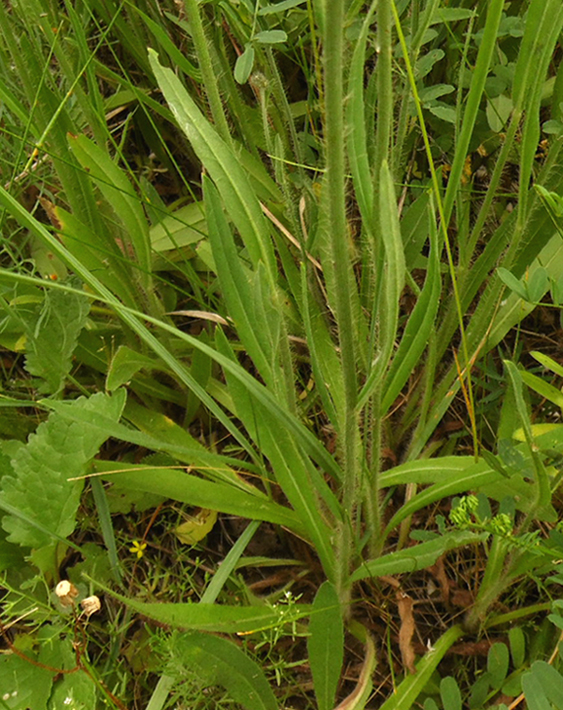 Image of Pilosella × collina specimen.