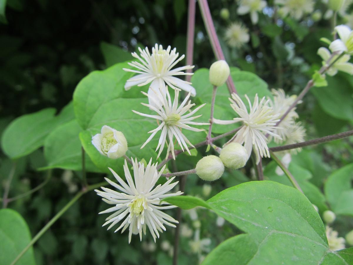 Изображение особи Clematis vitalba.