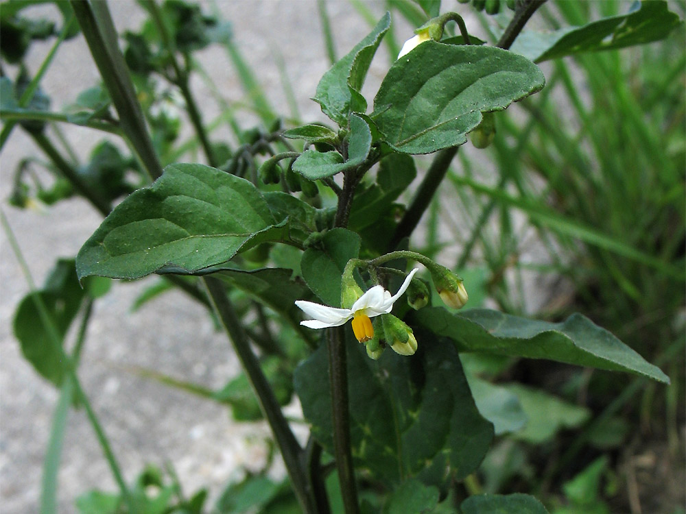 Изображение особи Solanum nigrum.