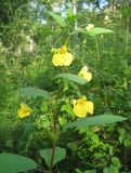 Impatiens noli-tangere