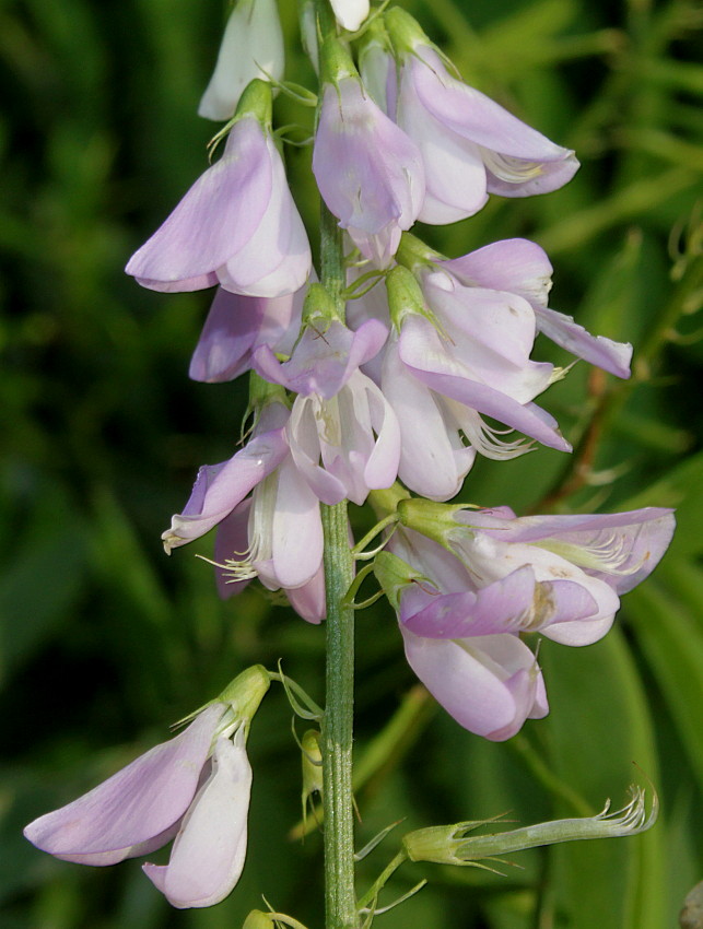 Изображение особи Galega officinalis.