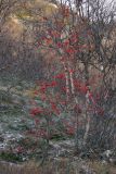 Sorbus aucuparia подвид glabrata. Обильно плодоносящее растение, сбросившее листву. Мурманская обл., окр. пос.Туманный, район Нижнесеребрянской ГЭС. 15.10.2014.