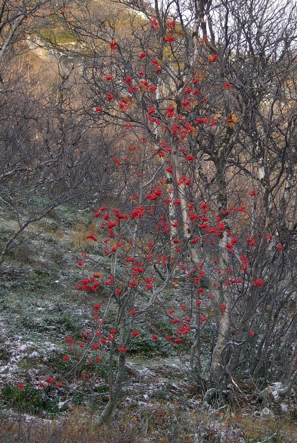 Изображение особи Sorbus aucuparia ssp. glabrata.