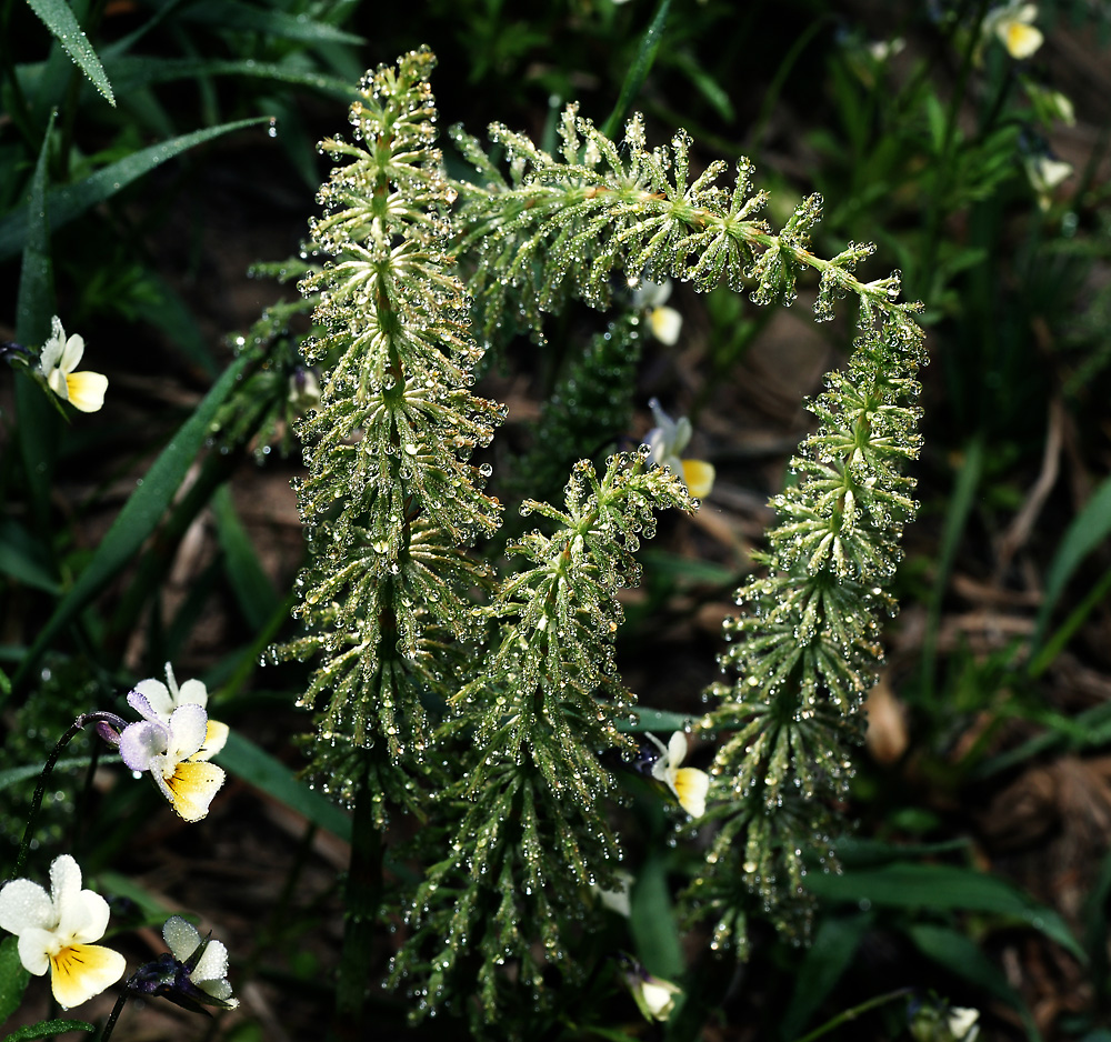 Image of Equisetum sylvaticum specimen.