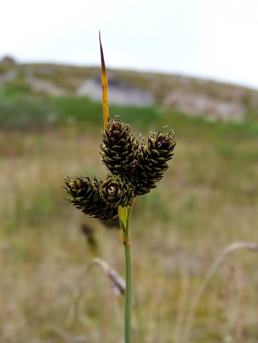 Изображение особи Carex atrata.