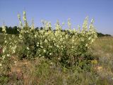 Alcea rugosa