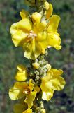 Verbascum phlomoides