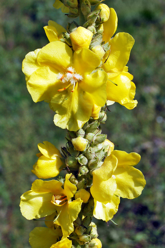 Image of Verbascum phlomoides specimen.