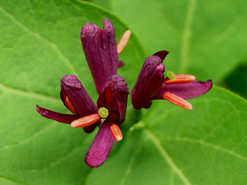 Image of Lonicera chamissoi specimen.