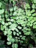 Adiantum capillus-veneris