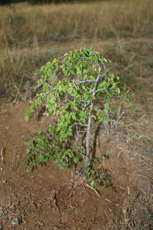 Image of Paliurus spina-christi specimen.