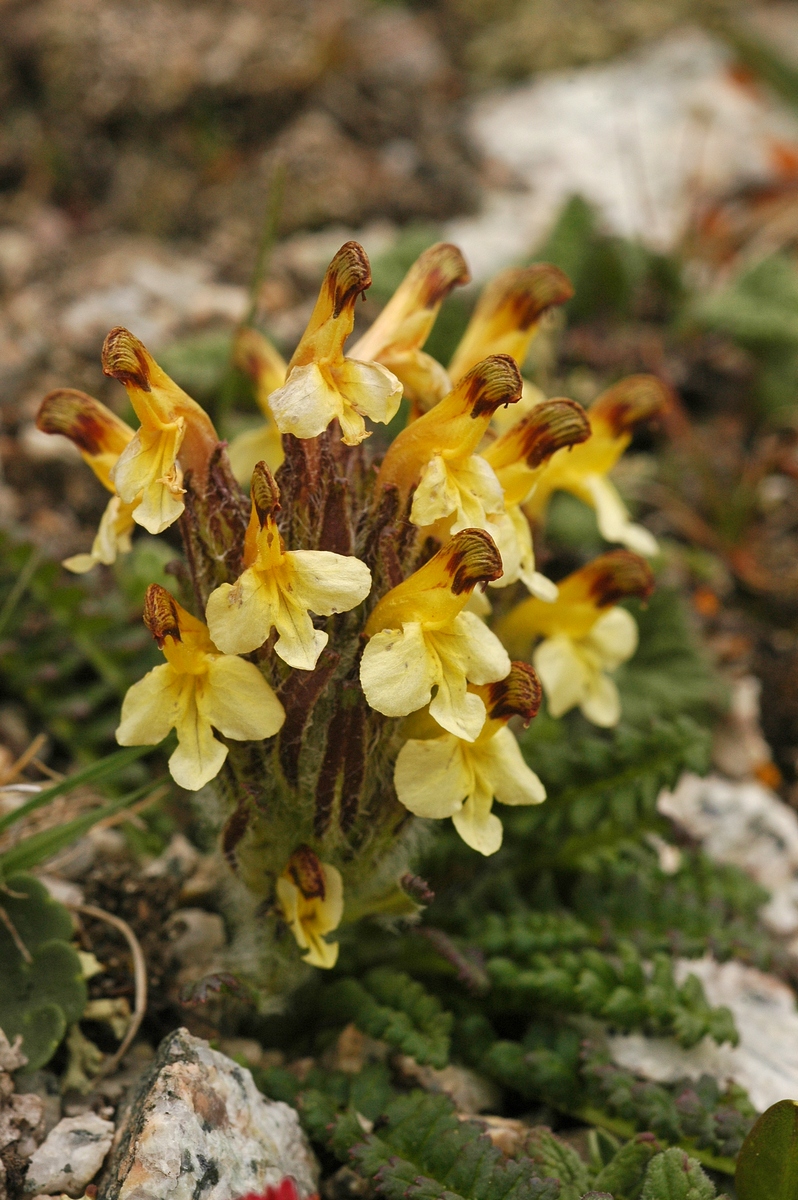 Image of Pedicularis oederi specimen.