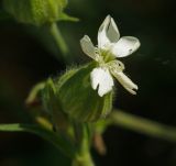 Melandrium latifolium