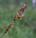 Carex arctisibirica