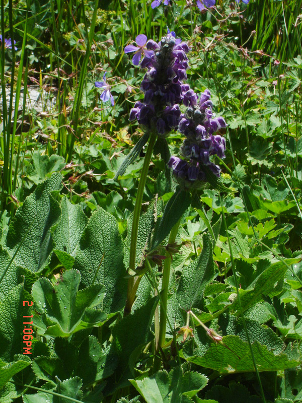 Image of Phlomoides oreophila specimen.