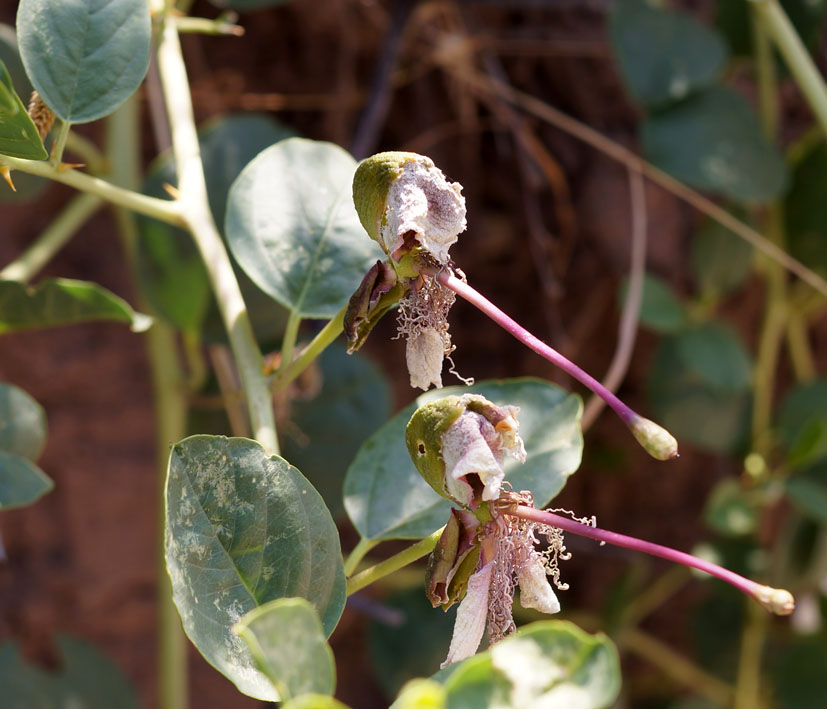 Image of Capparis herbacea specimen.