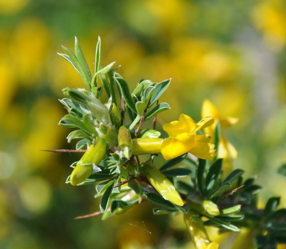 Изображение особи Caragana spinosa.