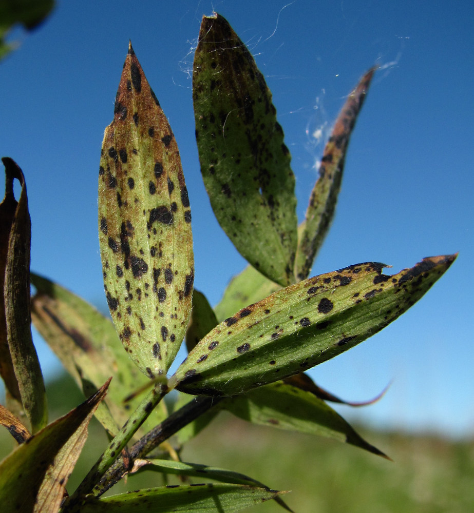 Изображение особи Lathyrus pratensis.