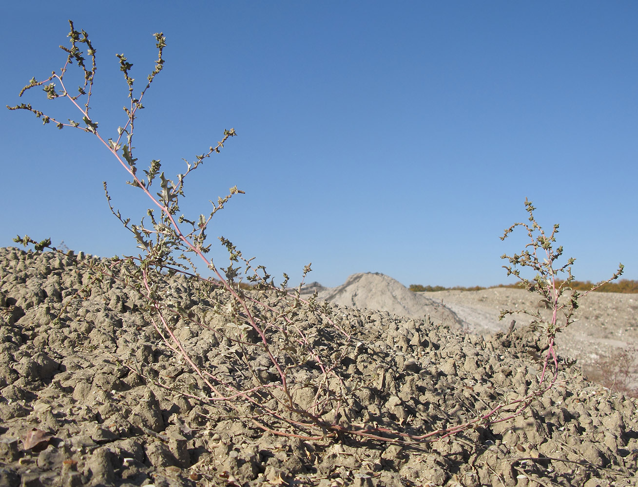 Image of genus Atriplex specimen.