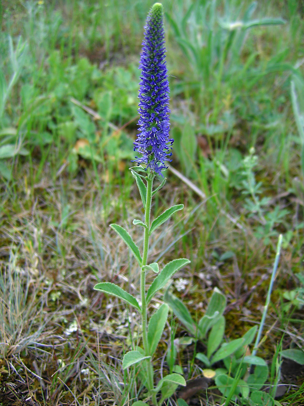 Изображение особи Veronica porphyriana.