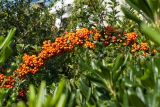 Pyracantha coccinea. Ветвь с плодами. Черногория, г. Будва, в уличном озеленении. 13.10.2014.