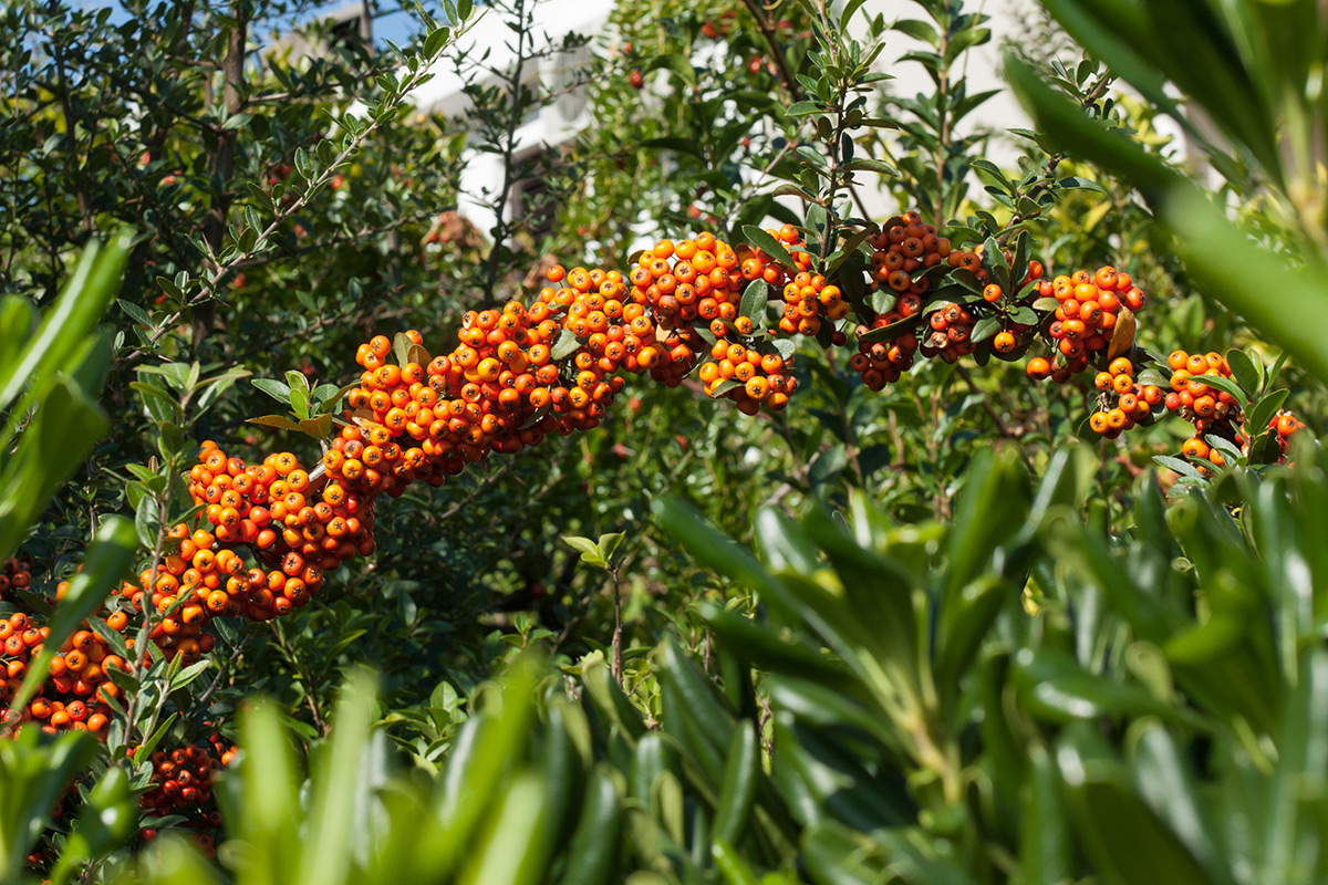 Image of Pyracantha coccinea specimen.