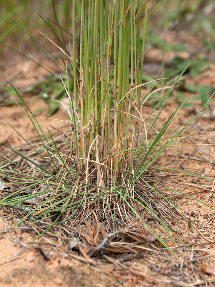 Image of Koeleria glauca specimen.