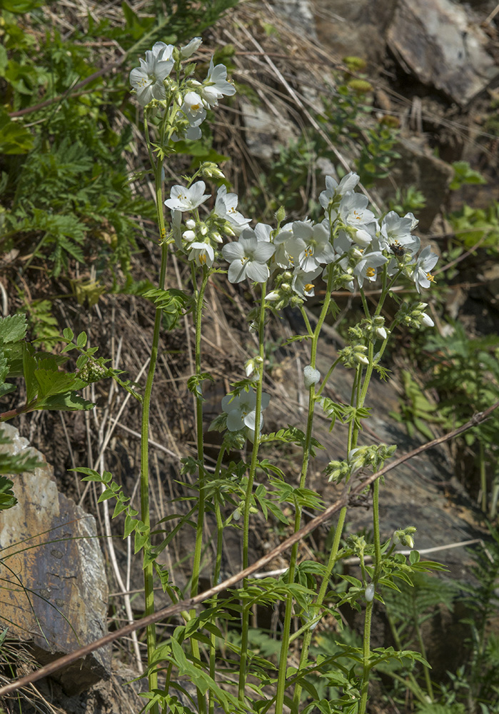 Изображение особи род Polemonium.