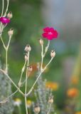 Lychnis coronaria