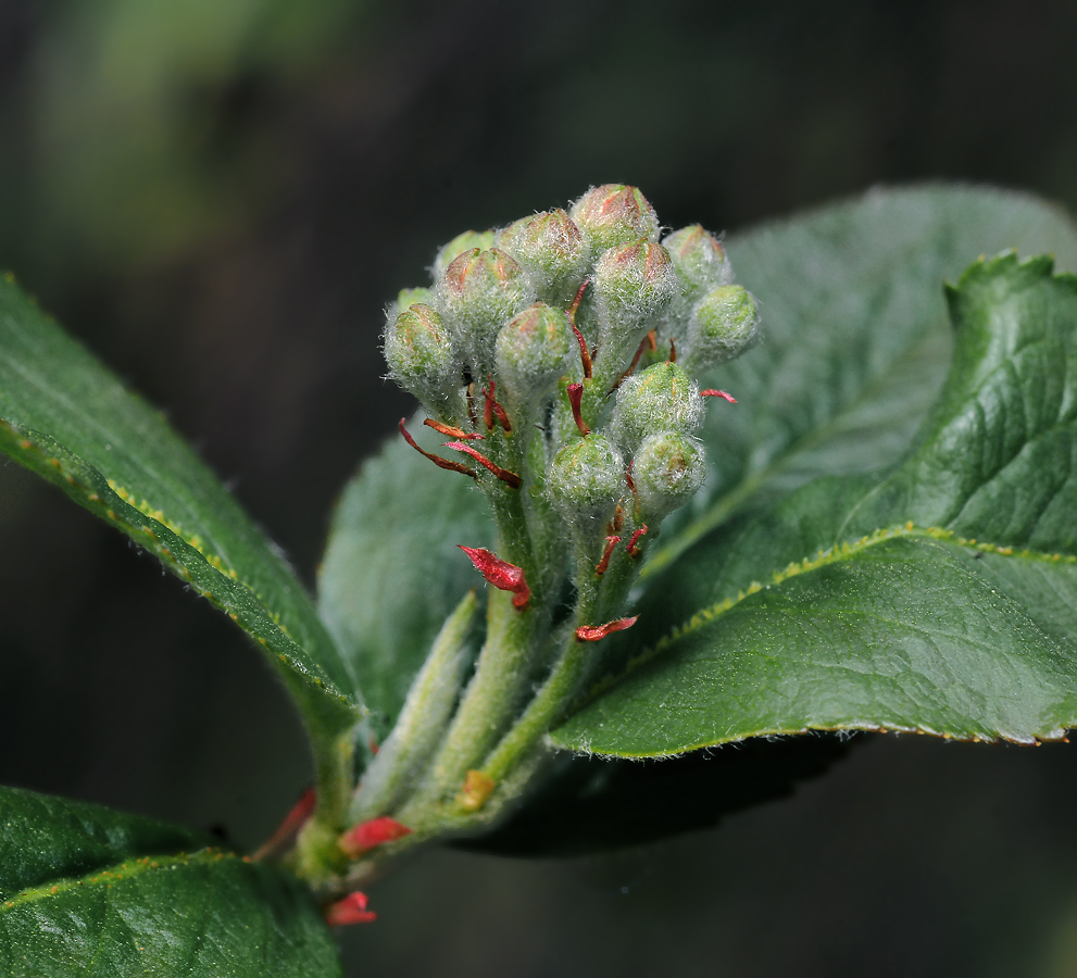 Изображение особи &times; Sorbaronia mitschurinii.