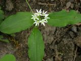 Allium ursinum. Цветущее растение. Москва, БС МГУ. 25.05.2005.