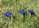 Gentiana dshimilensis. Цветущие растения. Карачаево-Черкесия, окр. пос. Архыз, долина р. София, ≈ 2000 м н.у.м., субальпийский луг. 18.06.2015.