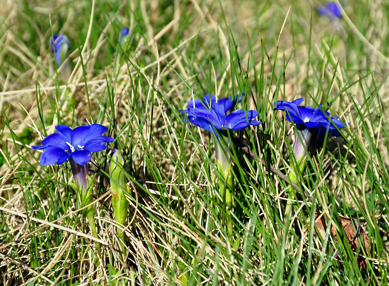 Изображение особи Gentiana dshimilensis.