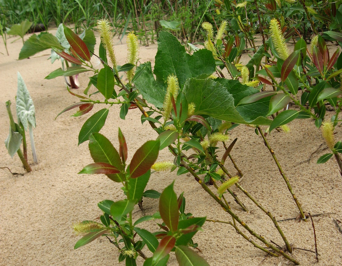 Image of Salix triandra specimen.