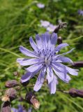 Lactuca sibirica