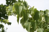 Tilia begoniifolia