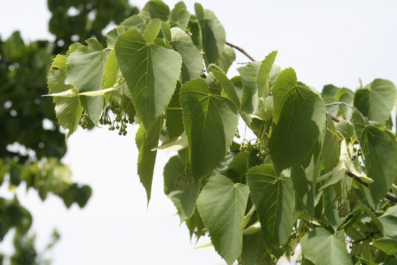 Изображение особи Tilia begoniifolia.