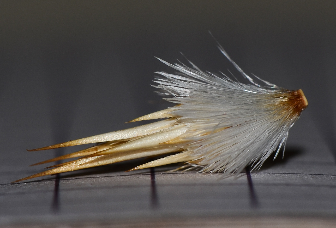 Image of Echinops polyceras specimen.