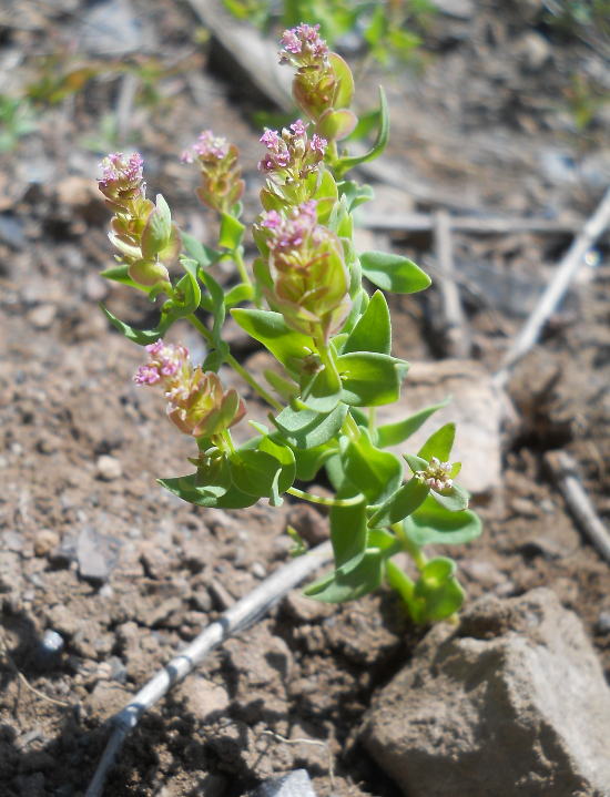 Изображение особи Aethionema arabicum.