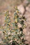 Xanthium spinosum