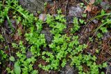 Galium rotundifolium. Расцветающие растения. Карачаево-Черкесия, окр. пос. Архыз, хребет Абишира-Ахуба, смешанный лес (выс. около 1600 м н.у.м.). 15.06.2015.