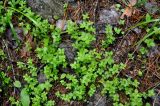 Galium rotundifolium