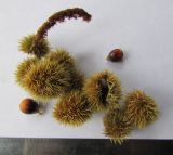 Castanea pumila