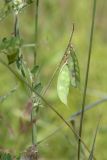 Vicia villosa. Часть побега с соплодием. Псковская обл., Опочецкий р-н, 393 км шоссе М20, старая залежь. 14.07.2015.