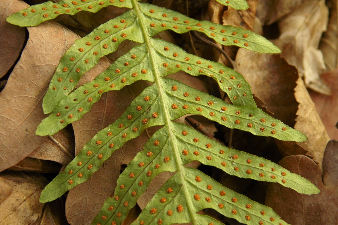 Image of Polypodium vulgare specimen.