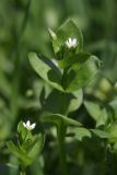 Stellaria neglecta
