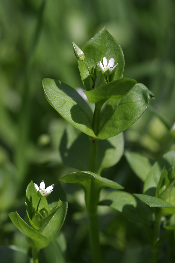 Изображение особи Stellaria neglecta.