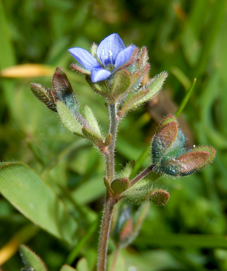 Изображение особи Veronica triphyllos.